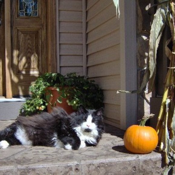 Meet your Posher, Donna - Picture 1 of 1